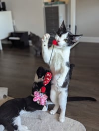 Bubbles (Shoulder kitten) - Photo 9