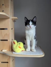Bubbles (Shoulder kitten) - Photo 6