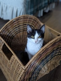 Bubbles (Shoulder kitten) - Photo 7