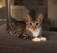 Toast (The Breakfast Club) - Photo 1