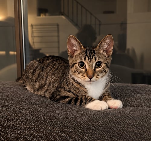 TOAST (THE BREAKFAST CLUB) - Domestic Short Hair for adoption in Atlanta