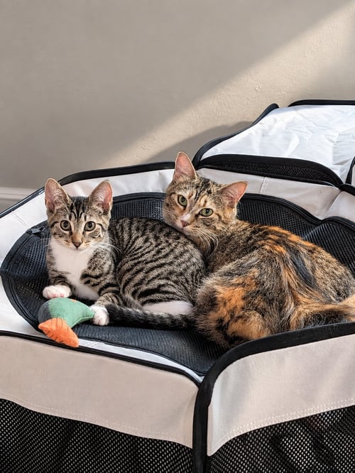 TOAST (THE BREAKFAST CLUB) - Domestic Short Hair available for adoption