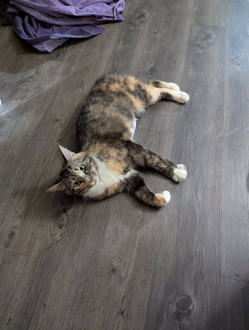 POPPYSEED BAGEL (BREAKFAST CLUB) - Bobtail / Domestic Long Hair available for adoption