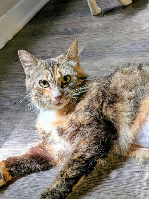POPPYSEED BAGEL (BREAKFAST CLUB) - Bobtail / Domestic Long Hair available for adoption