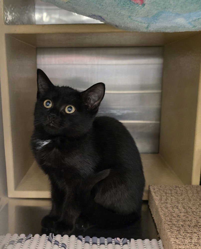 CLEOPATRA - Domestic Short Hair available for adoption