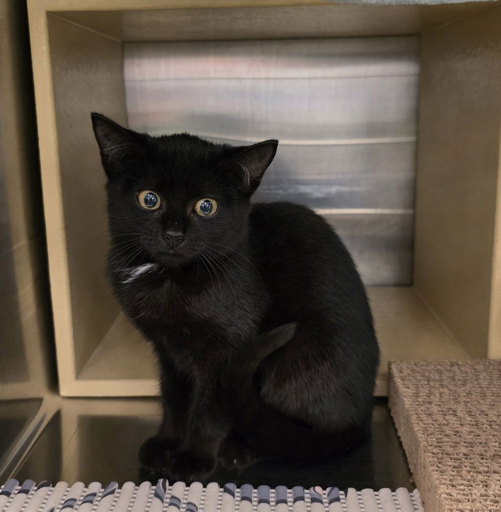 CLEOPATRA - Domestic Short Hair available for adoption