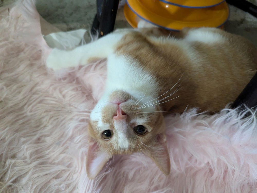 TWIX - Domestic Short Hair available for adoption