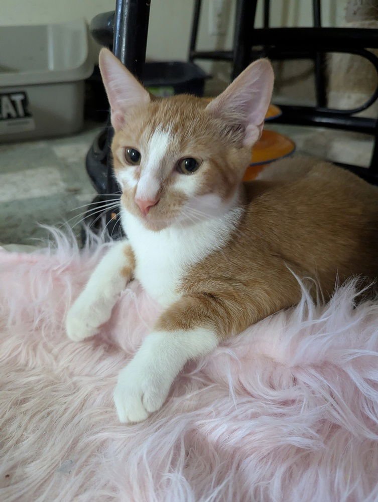 TWIX - Domestic Short Hair available for adoption