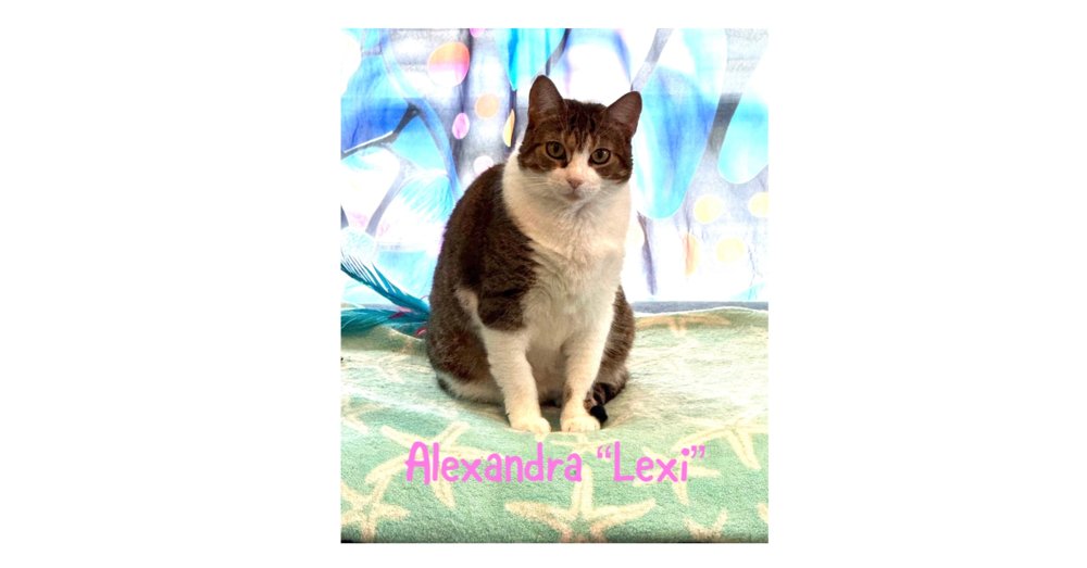 ALEXANDRA - Domestic Short Hair available for adoption