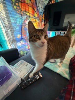 ALEXANDRA - Domestic Short Hair available for adoption