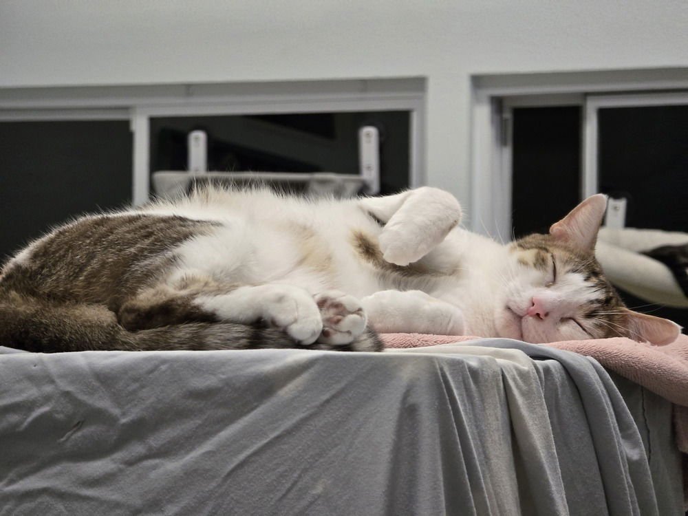 TOONS - Domestic Short Hair available for adoption