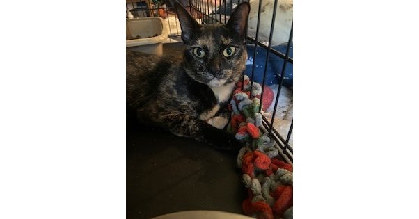 FIONA - Domestic Short Hair available for adoption