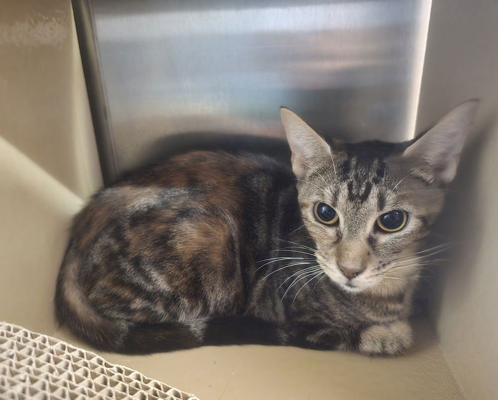 RACHEL - Domestic Short Hair available for adoption