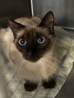 LOUISA - Siamese / Domestic Long Hair available for adoption