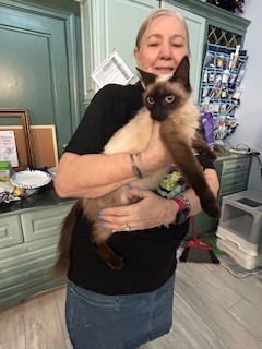 LOUISA - Siamese / Domestic Long Hair available for adoption