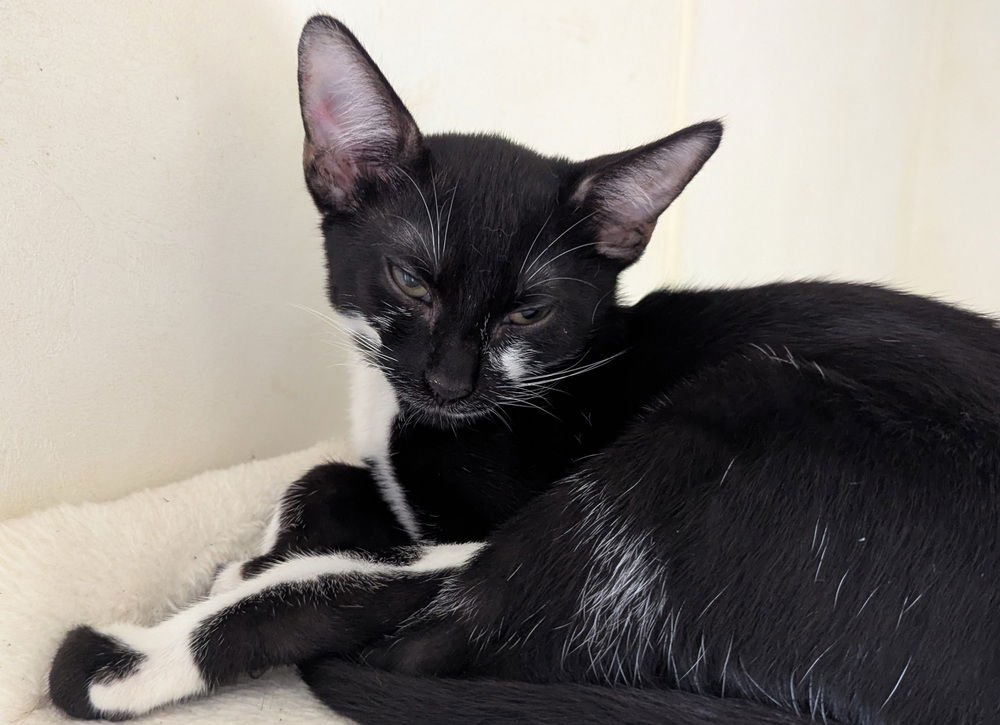 MARZIPAN - Domestic Short Hair available for adoption