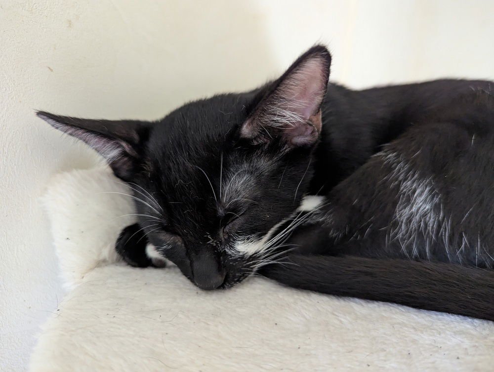 MARZIPAN - Domestic Short Hair available for adoption