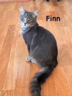 FINN - Domestic Long Hair available for adoption