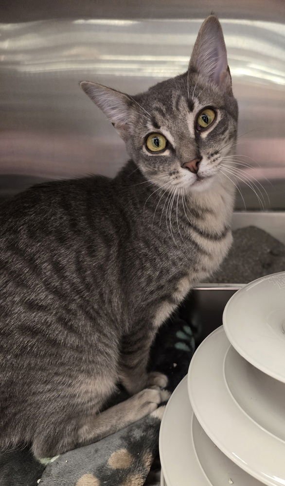 DENISE - Domestic Short Hair available for adoption