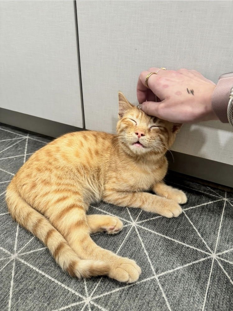 NORMAL NORMAN - Domestic Short Hair available for adoption