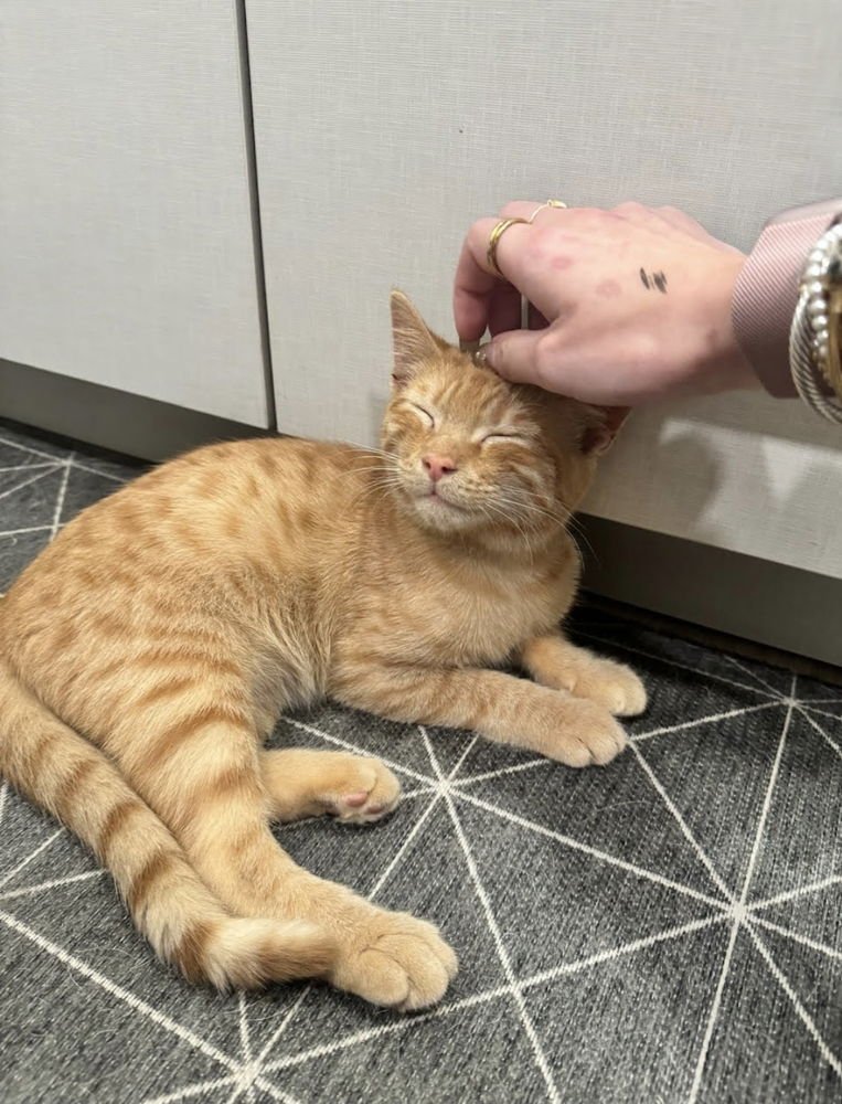 Normal Norman - Photo 3