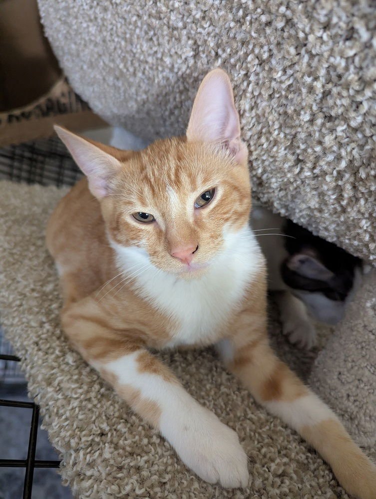 CHEDDAR BAY BISCUIT - Domestic Short Hair available for adoption