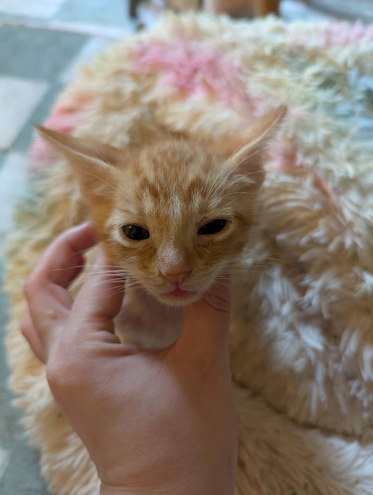 CHEDDAR BAY BISCUIT - Domestic Short Hair available for adoption