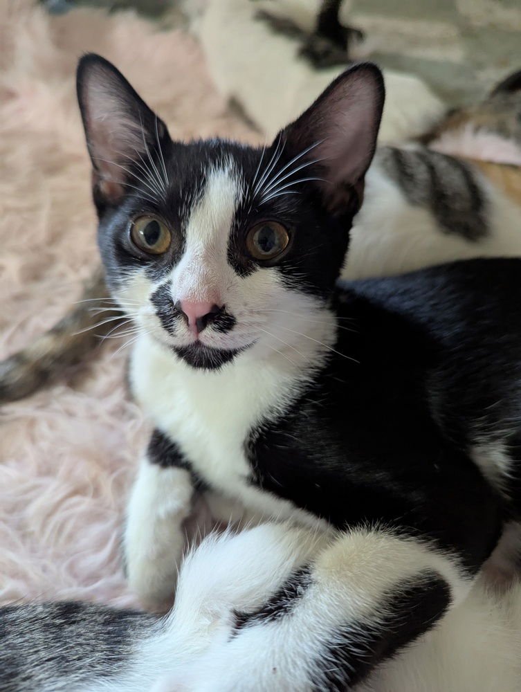 OREO - Domestic Short Hair available for adoption