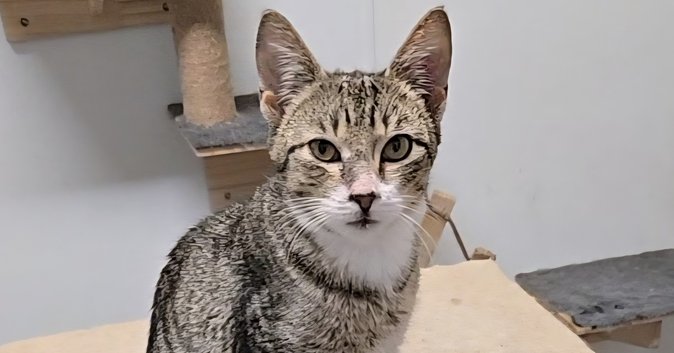 MAX - Domestic Short Hair available for adoption