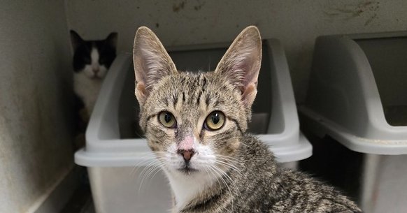 MAX - Domestic Short Hair available for adoption