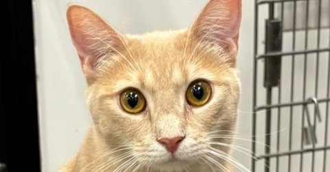 WYATT - Domestic Short Hair available for adoption