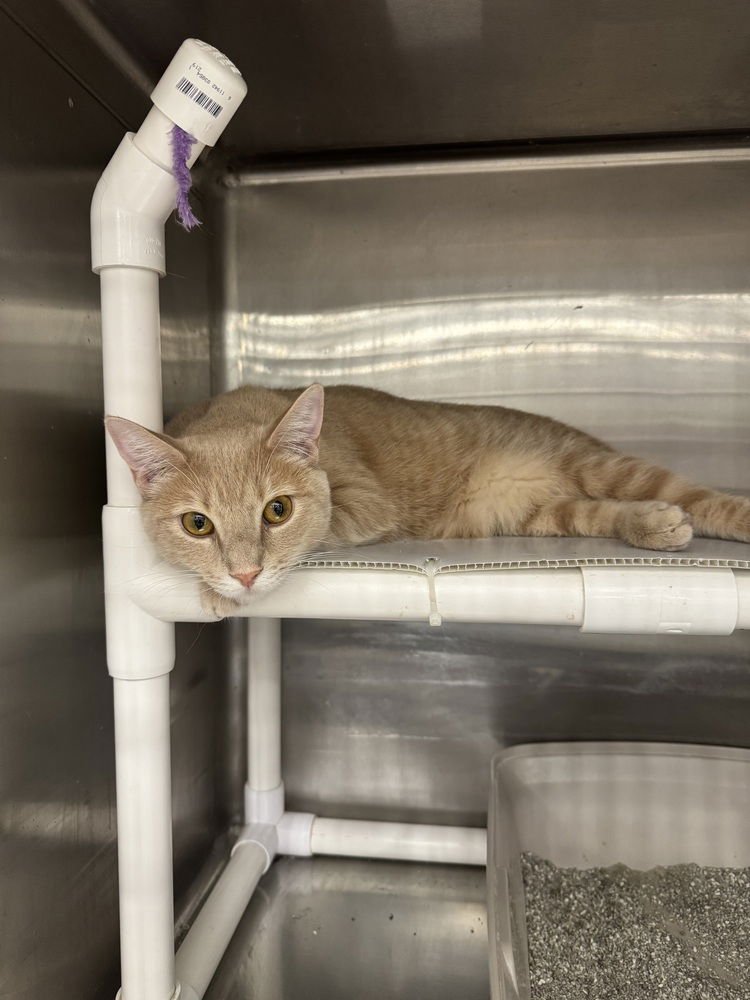 WYATT - Domestic Short Hair available for adoption