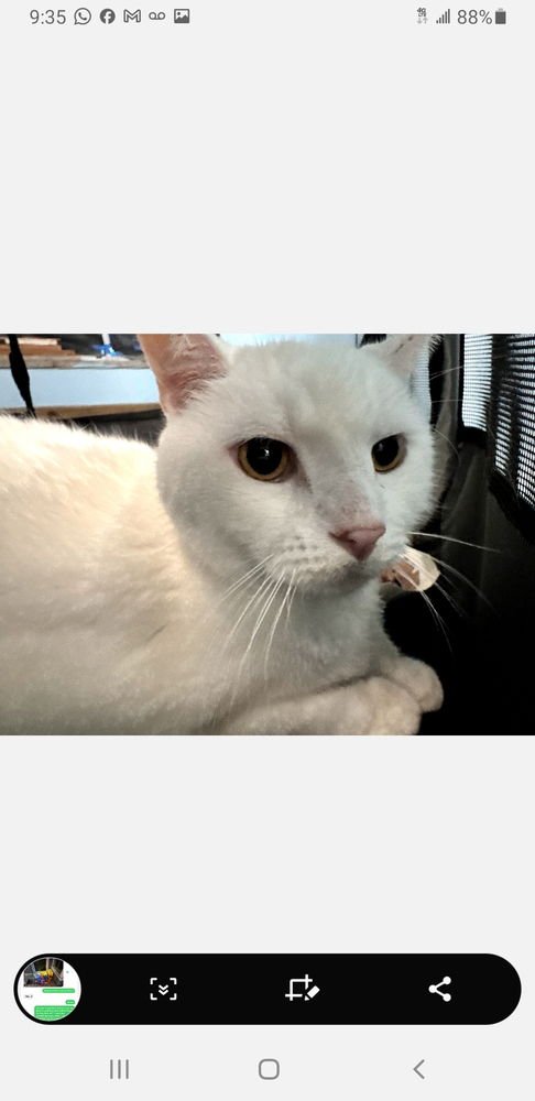 REGGIANO - Turkish Angora available for adoption