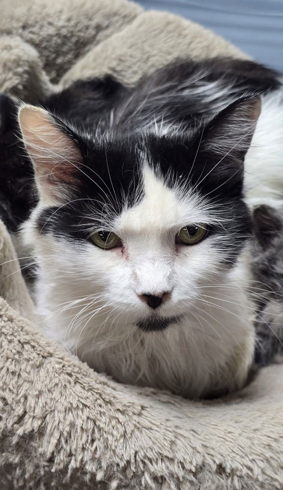 WHISKERS - Domestic Long Hair available for adoption