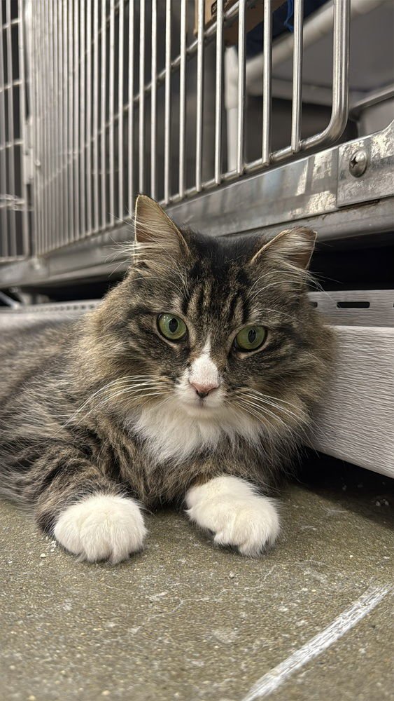 GEORGIA - Domestic Medium Hair available for adoption