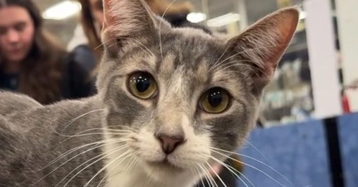 PARKER - Domestic Short Hair available for adoption