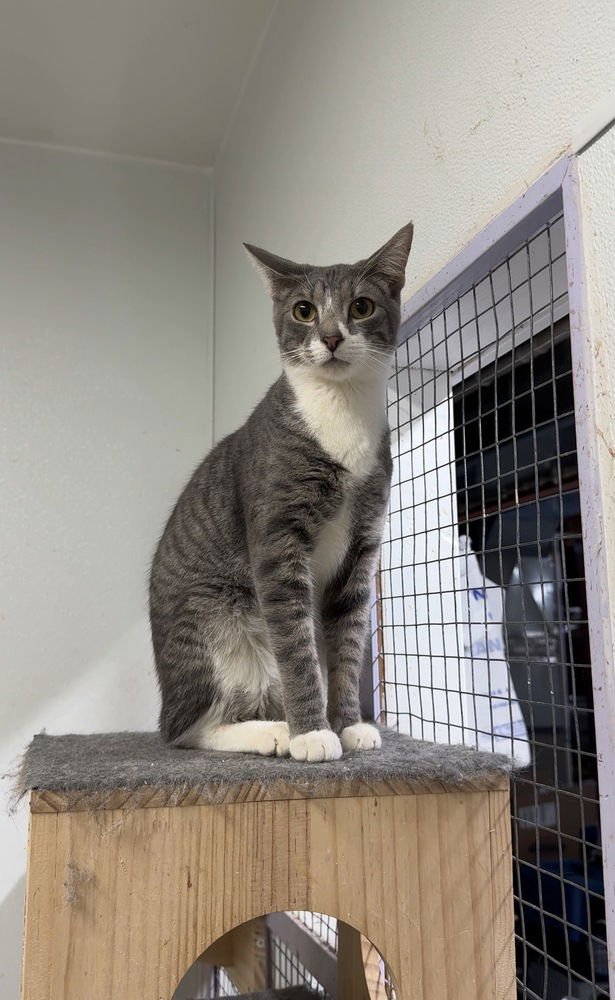 PARKER - Domestic Short Hair available for adoption