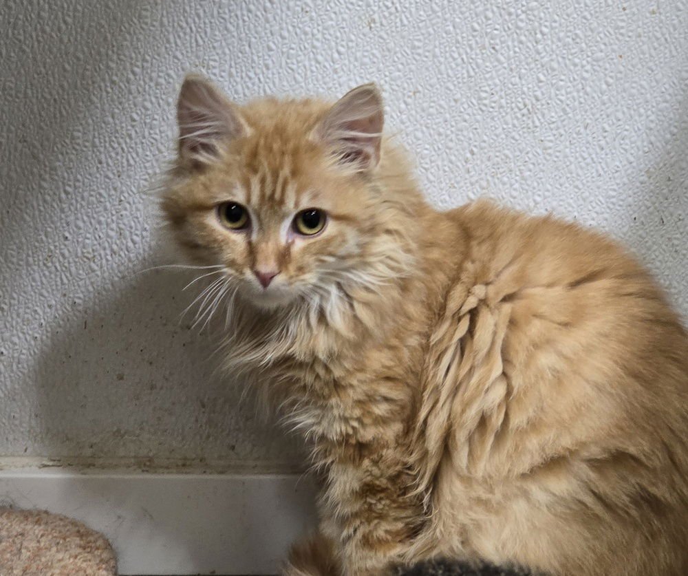 COLBY - Domestic Long Hair available for adoption