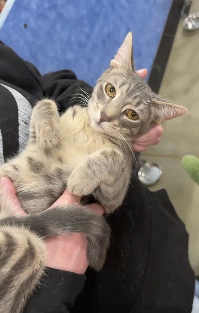 HULK - Domestic Short Hair available for adoption