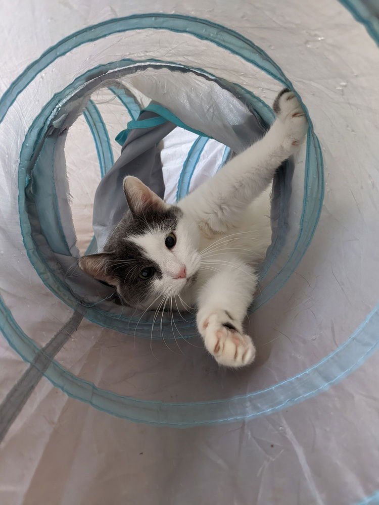 MO - Domestic Short Hair available for adoption