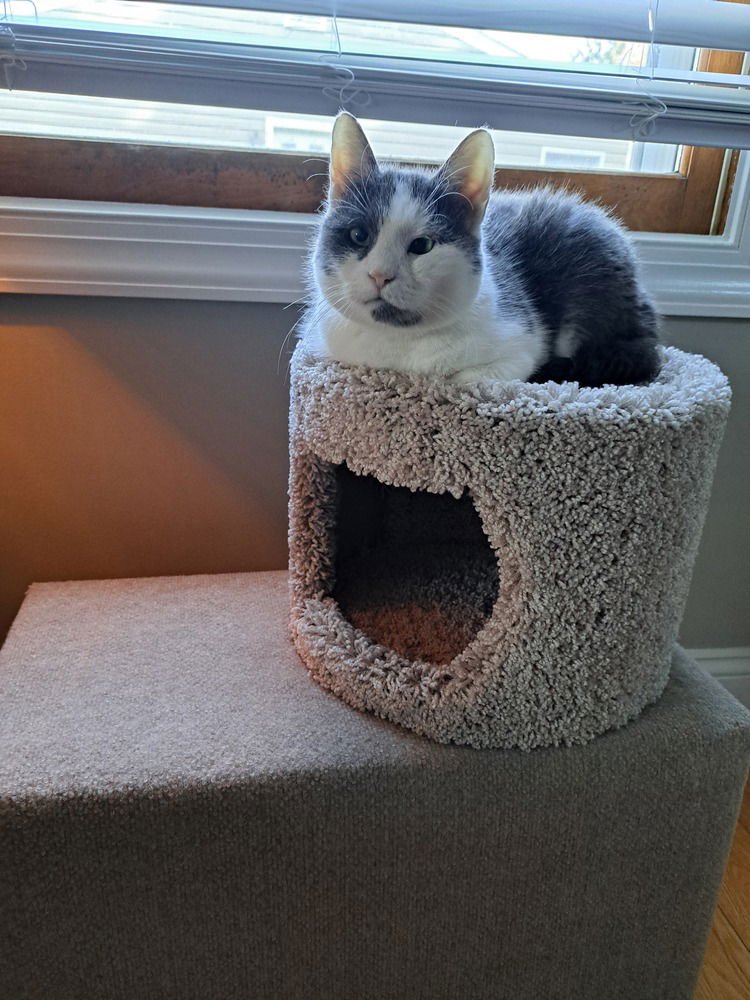 MO - Domestic Short Hair available for adoption