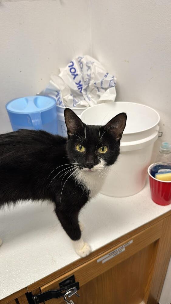 PIPER - Domestic Short Hair available for adoption