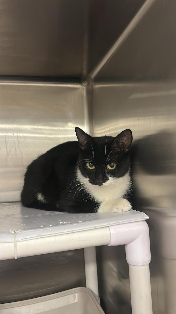 PIPER - Domestic Short Hair available for adoption