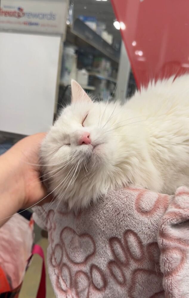 PARMESAN - Turkish Angora available for adoption