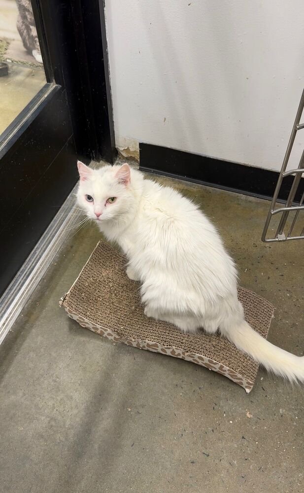 PARMESAN - Turkish Angora available for adoption