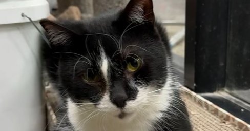 CHASE - Domestic Short Hair available for adoption