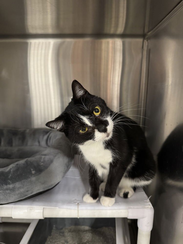 CHASE - Domestic Short Hair available for adoption