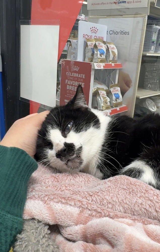 BERGEN - Domestic Short Hair available for adoption