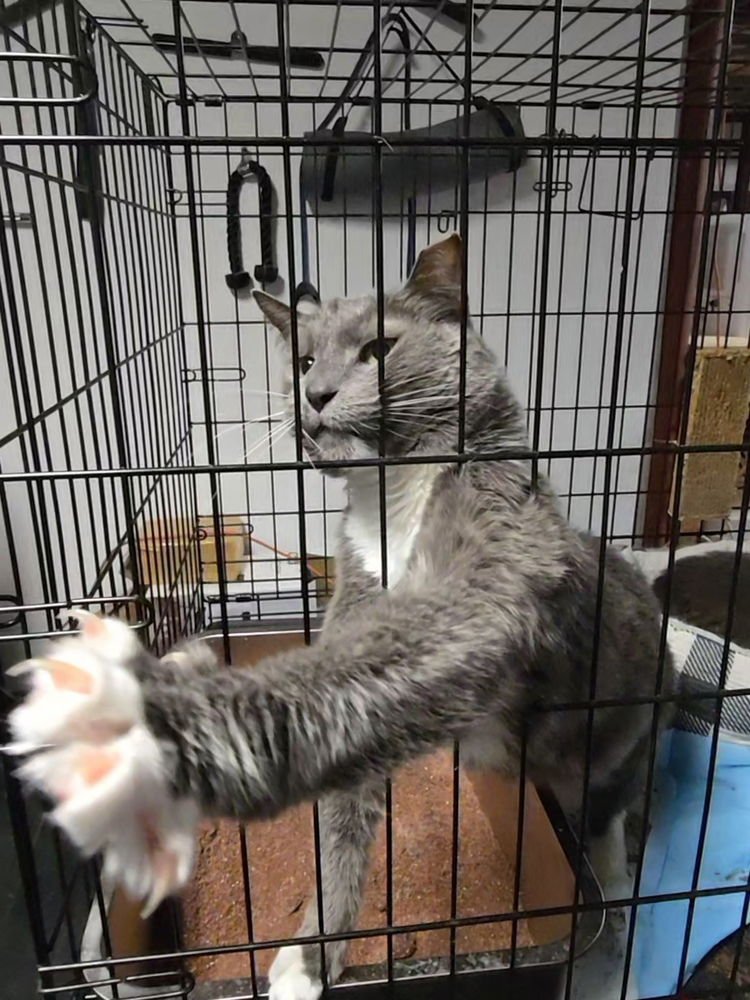 WILARD - Domestic Short Hair available for adoption