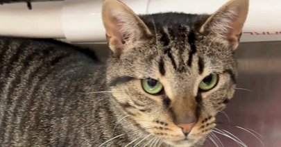 TALA - Domestic Short Hair available for adoption